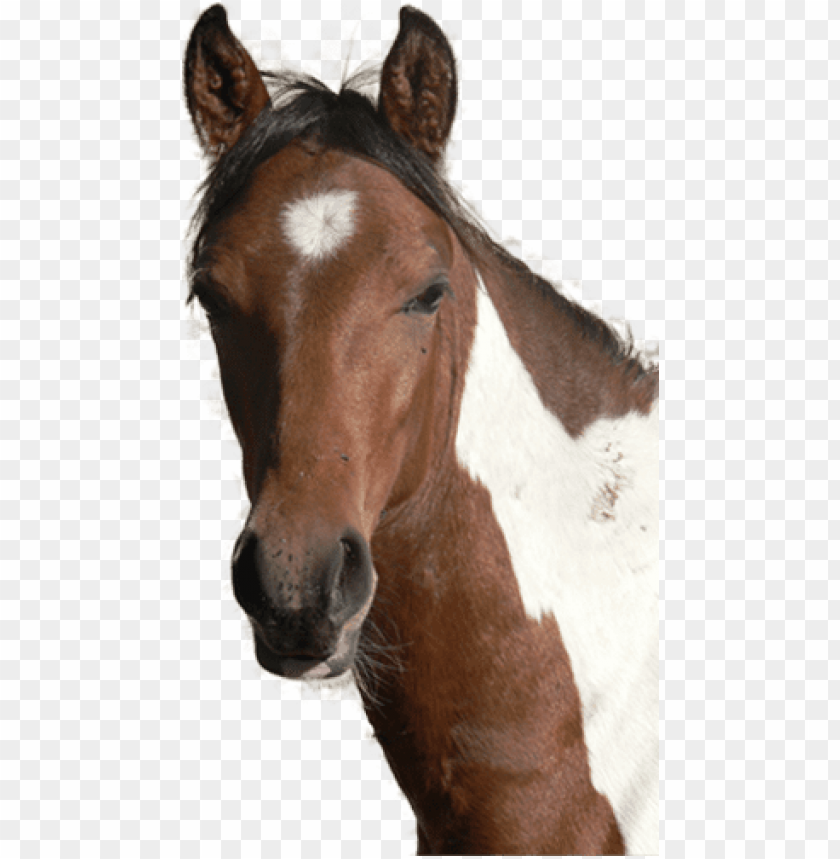 Horse head png horses head png image with transparent background horse head front view png 840 859