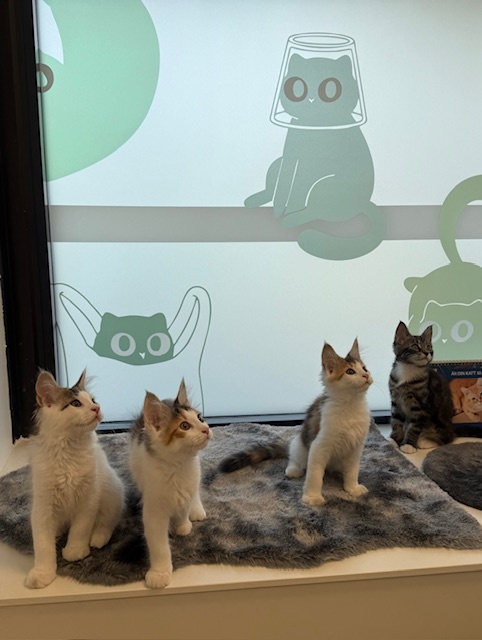 Kattungar